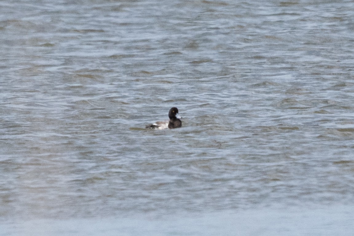 Greater/Lesser Scaup - ML638126574