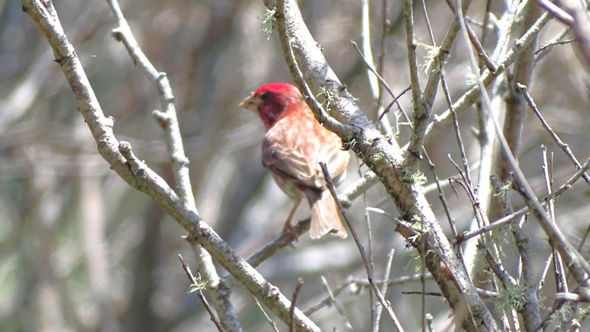 Purple Finch - ML638126583