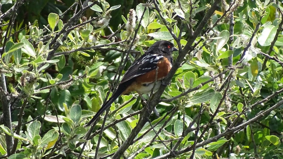 Spotted Towhee - ML638126595