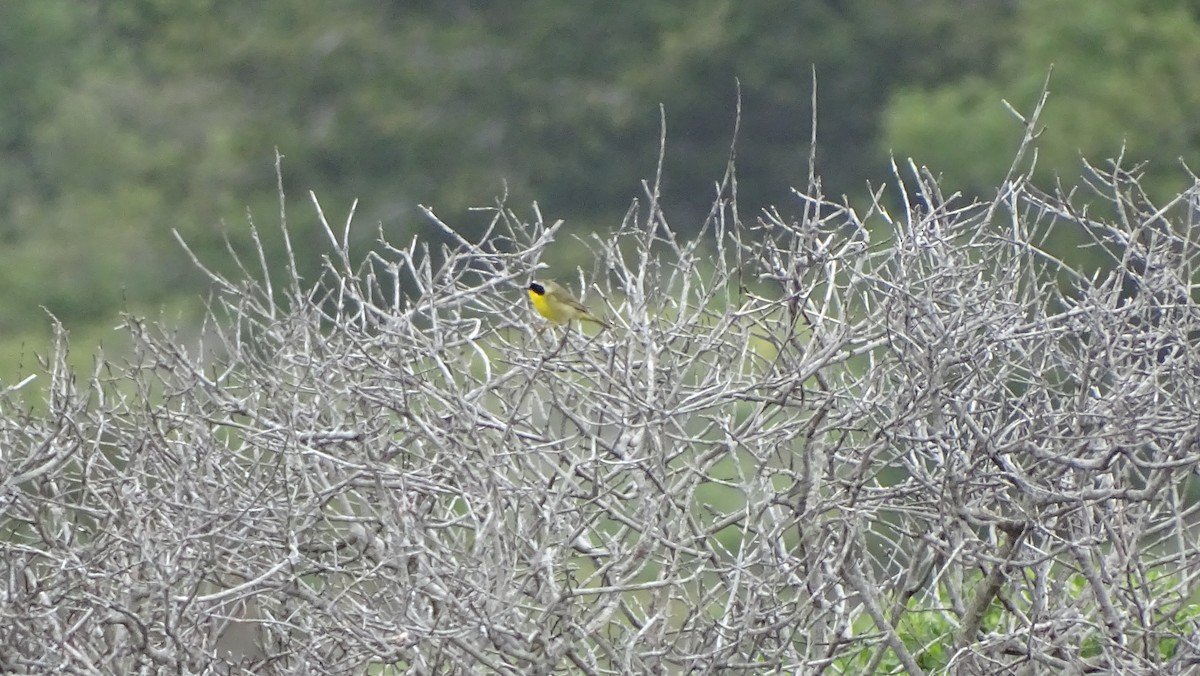 Common Yellowthroat - ML638126610