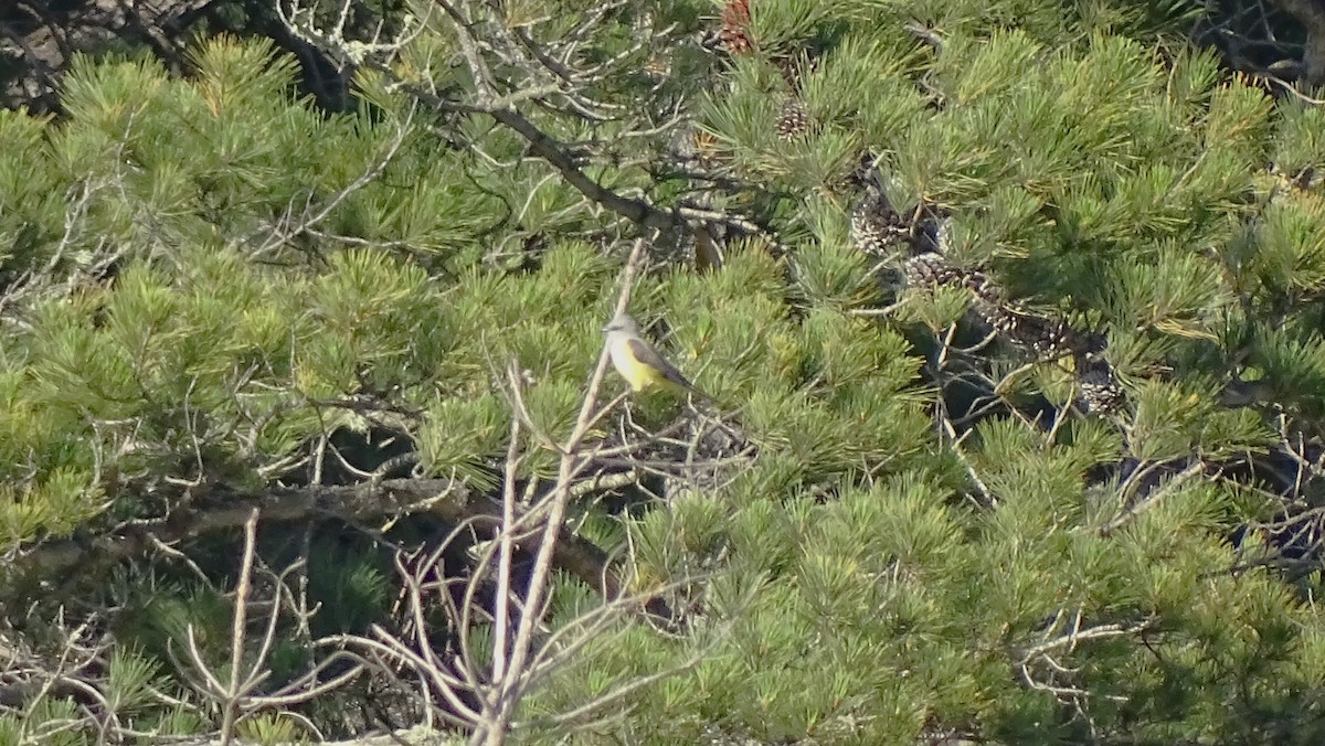 Western Kingbird - ML638126650