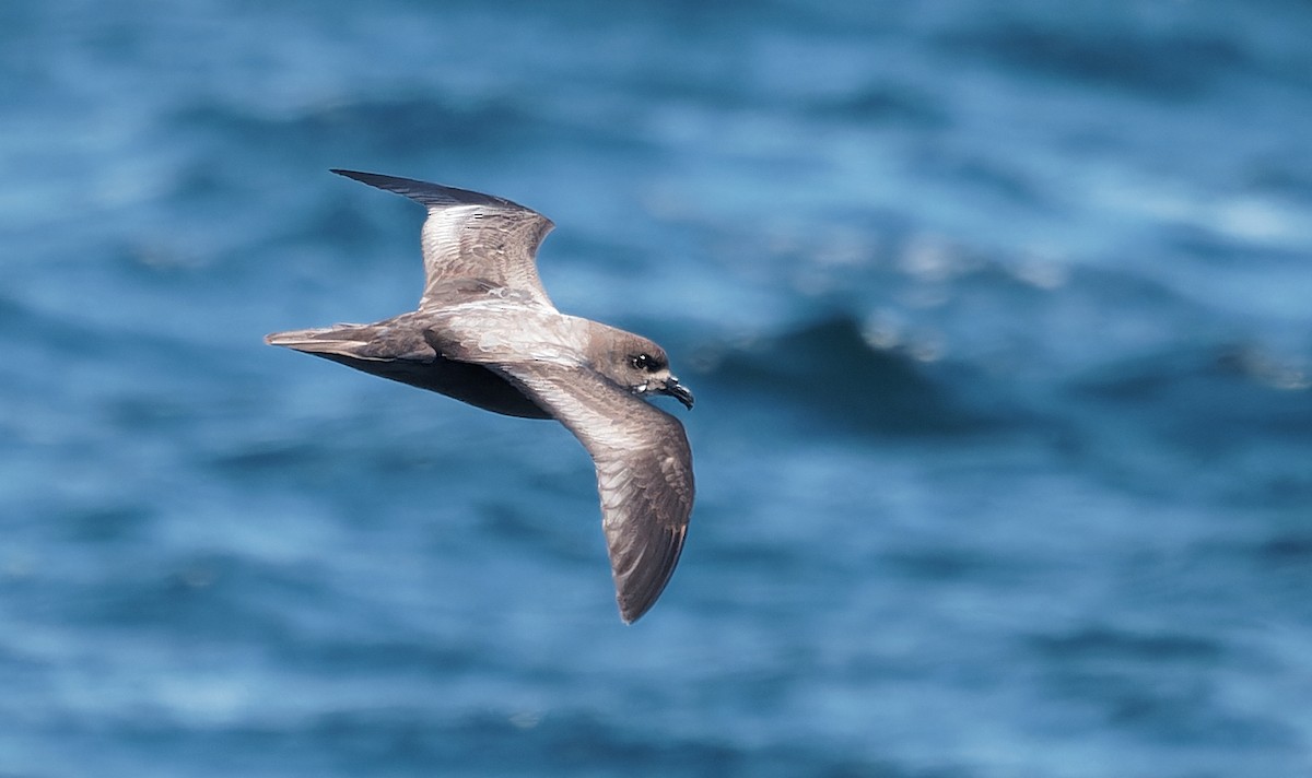 Murphy's Petrel - ML638126656