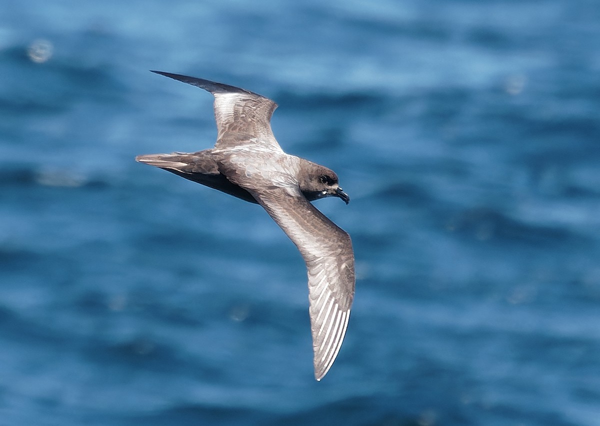 Murphy's Petrel - ML638126657