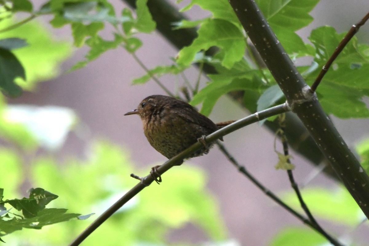 Pacific Wren - ML638126698