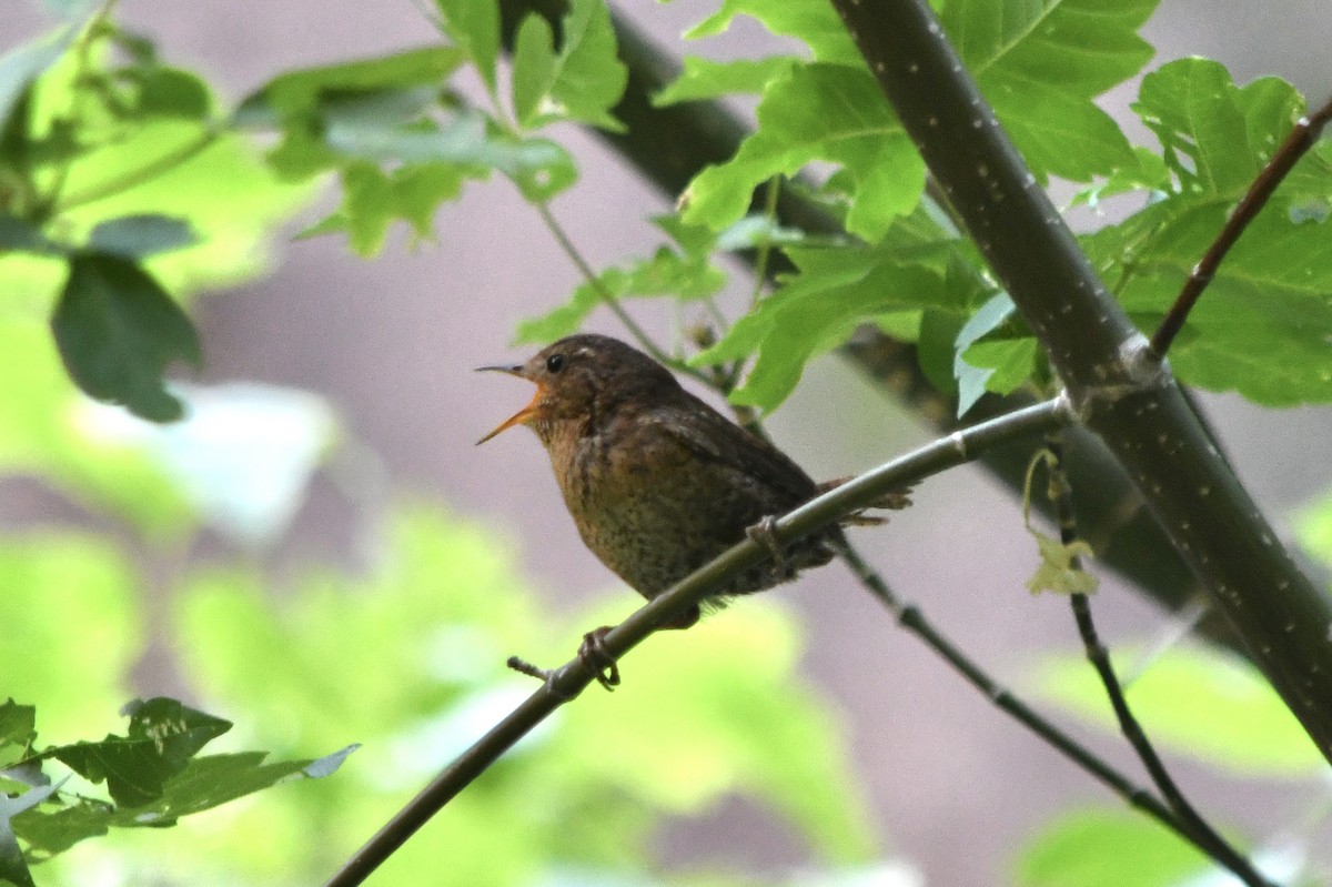 Pacific Wren - ML638126699