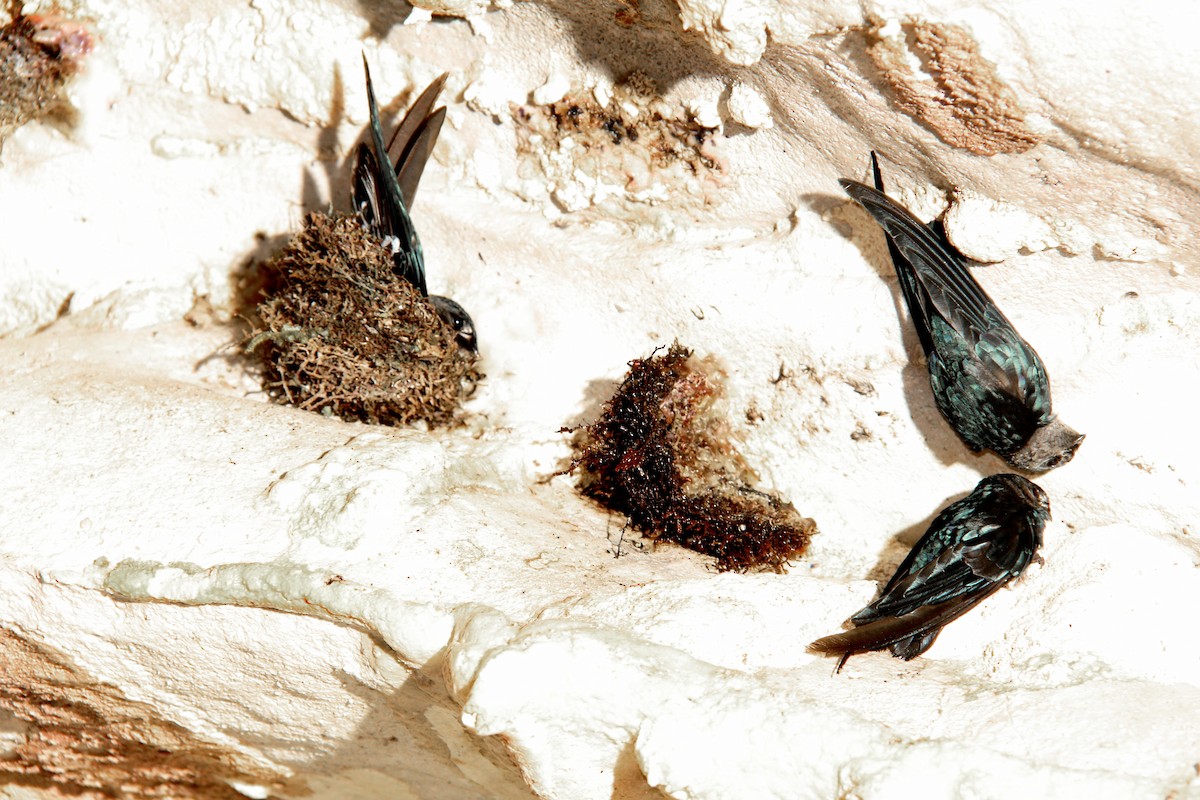 Plume-toed Swiftlet - ML638126707