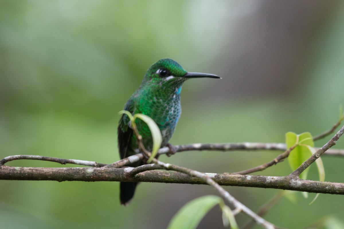 Green-crowned Brilliant - ML638126723