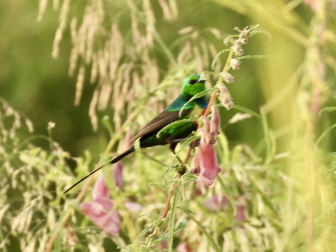 Beautiful Sunbird - ML638126741
