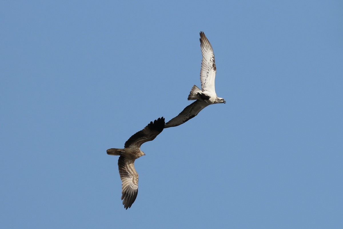Osprey - ML638126753