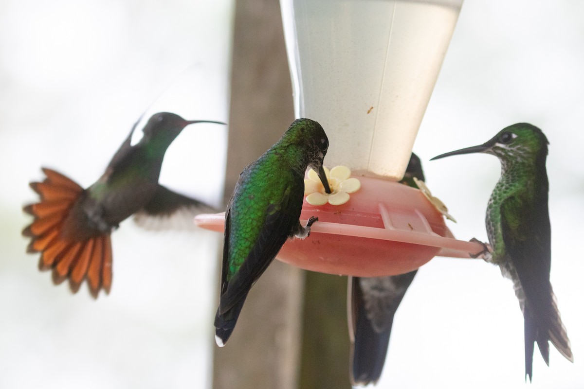 Green-crowned Brilliant - ML638126779