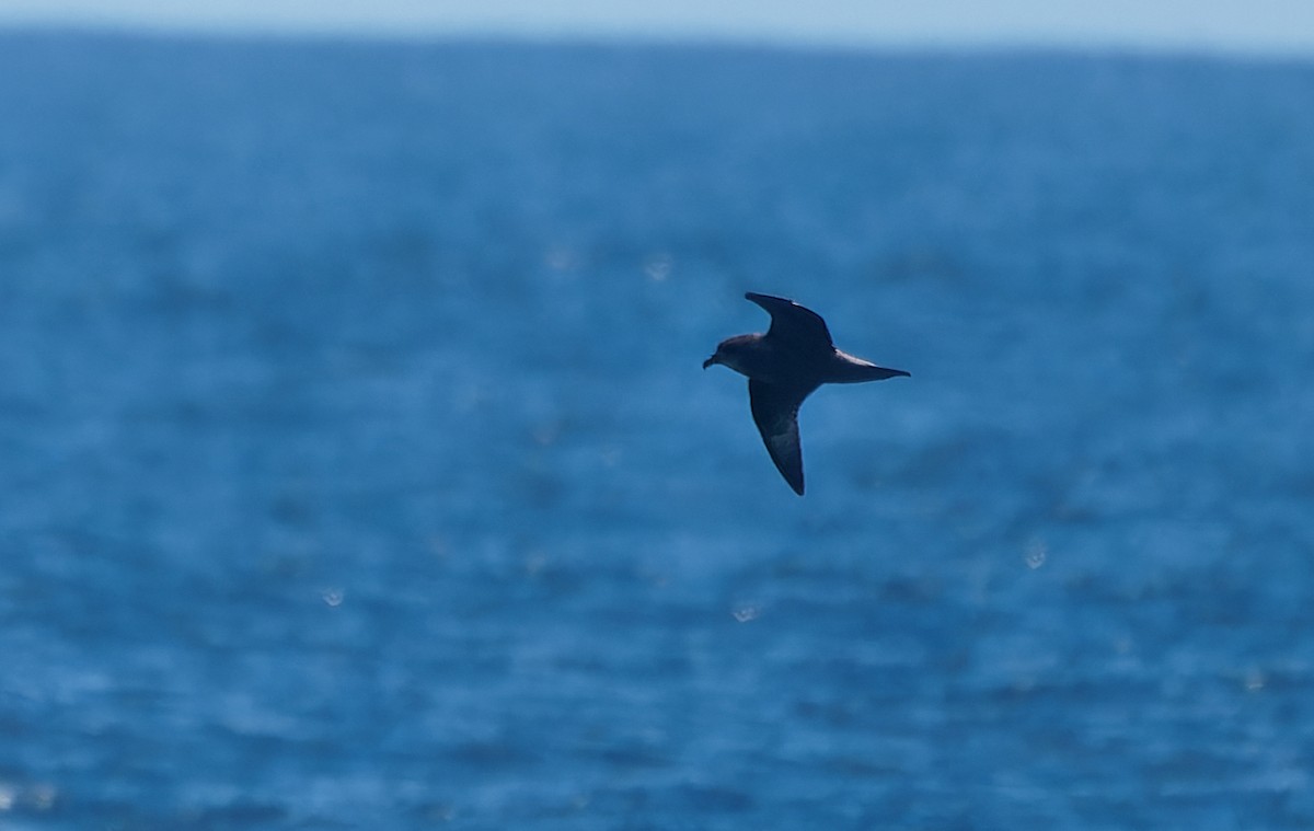Murphy's Petrel - ML638126783