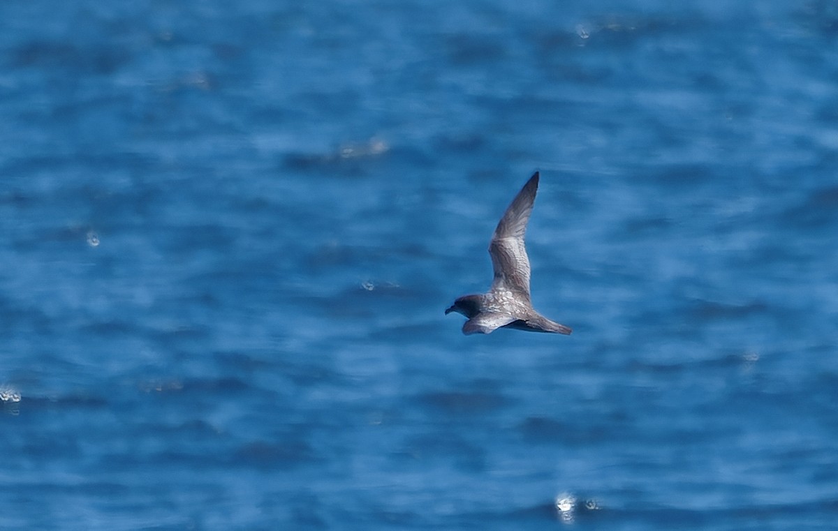 Murphy's Petrel - ML638126784
