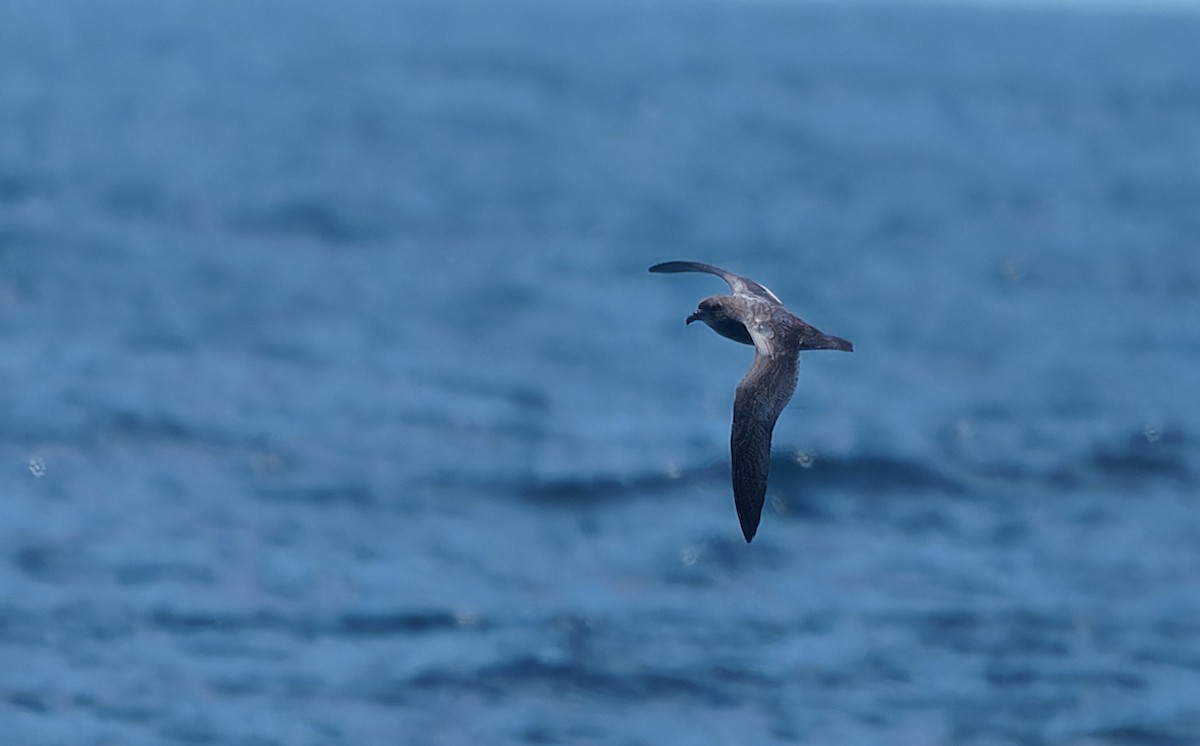 Murphy's Petrel - ML638126785