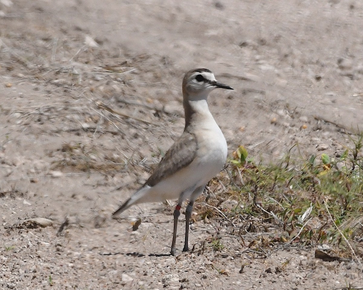 Mountain Plover - ML638126839