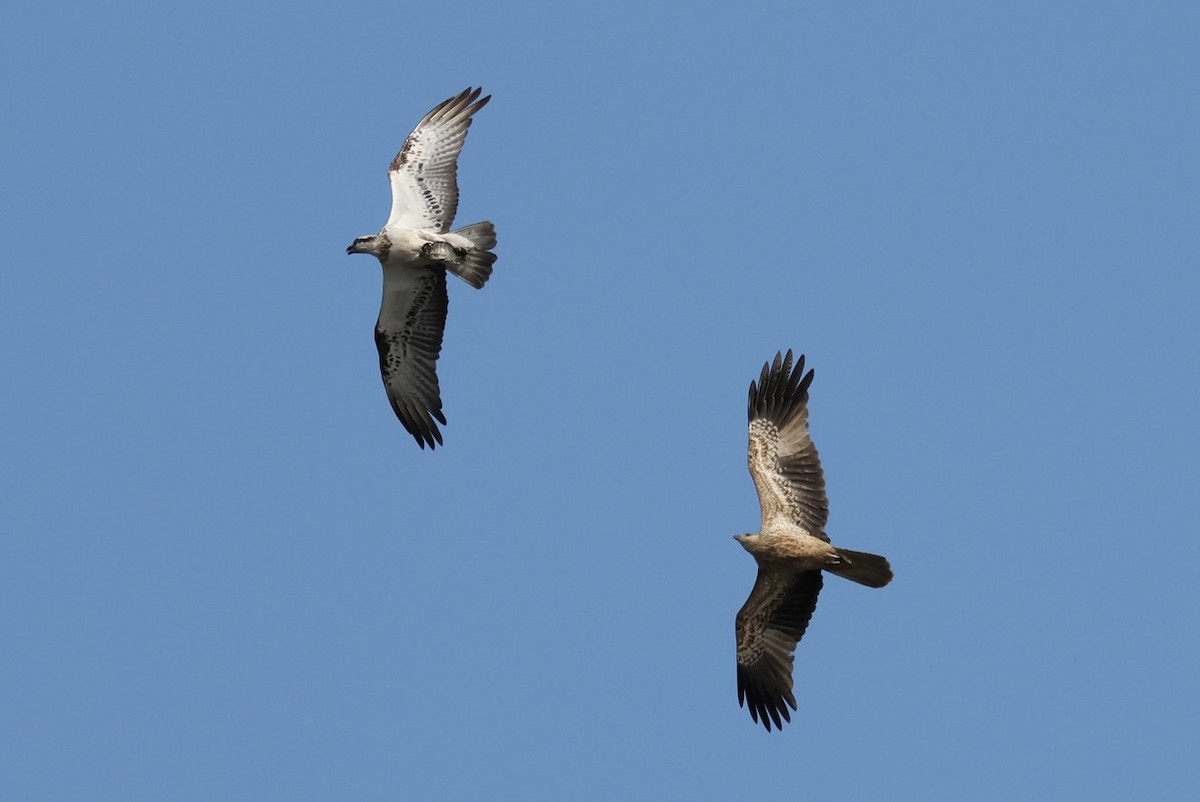 Osprey - ML638126864
