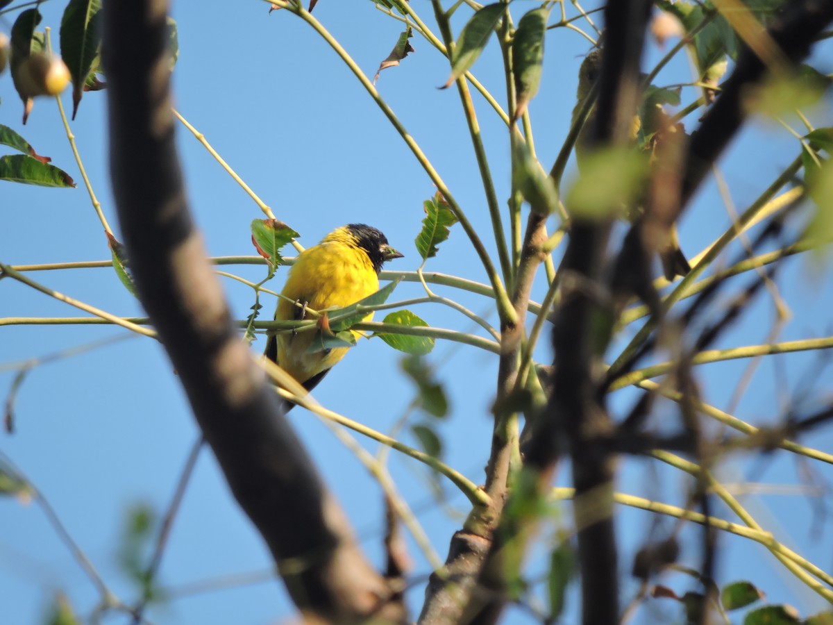 Hooded Siskin - ML638126878