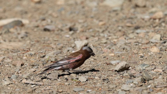 Gray-crowned Rosy-Finch - ML638126883