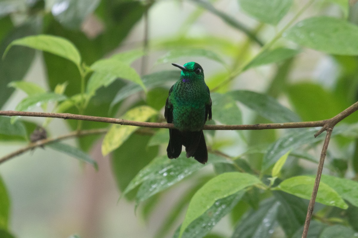 Green-crowned Brilliant - ML638126886