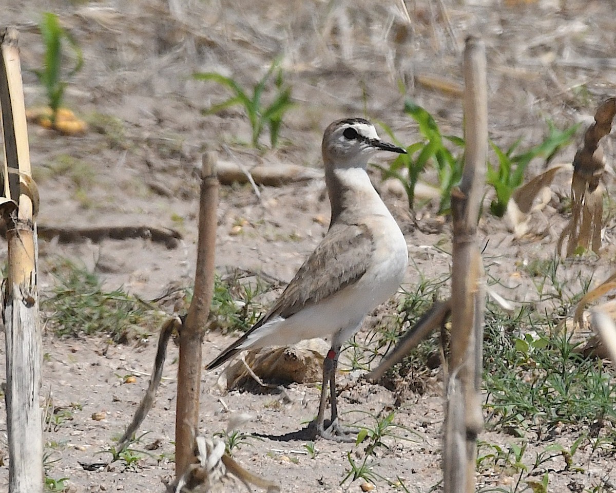 Mountain Plover - ML638126891