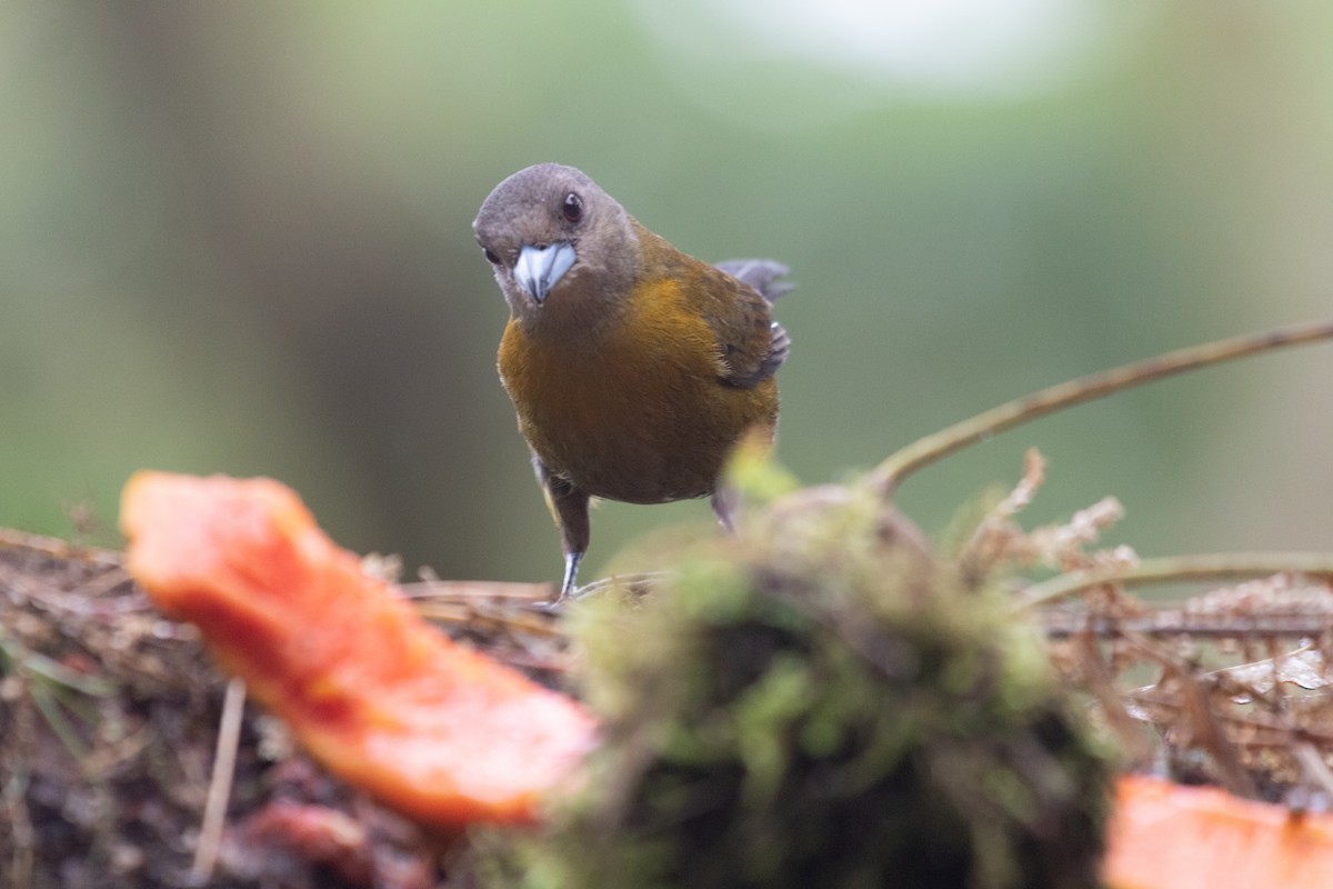 Scarlet-rumped Tanager (Passerini's) - ML638126927