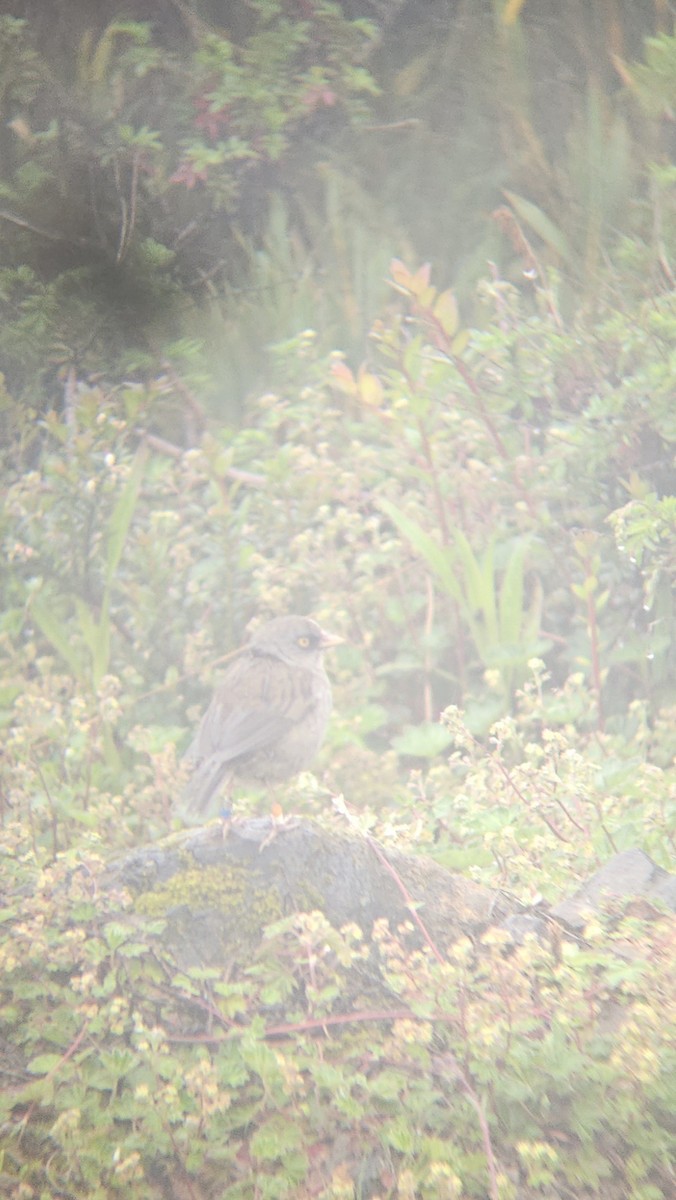 Volcano Junco - ML638126929