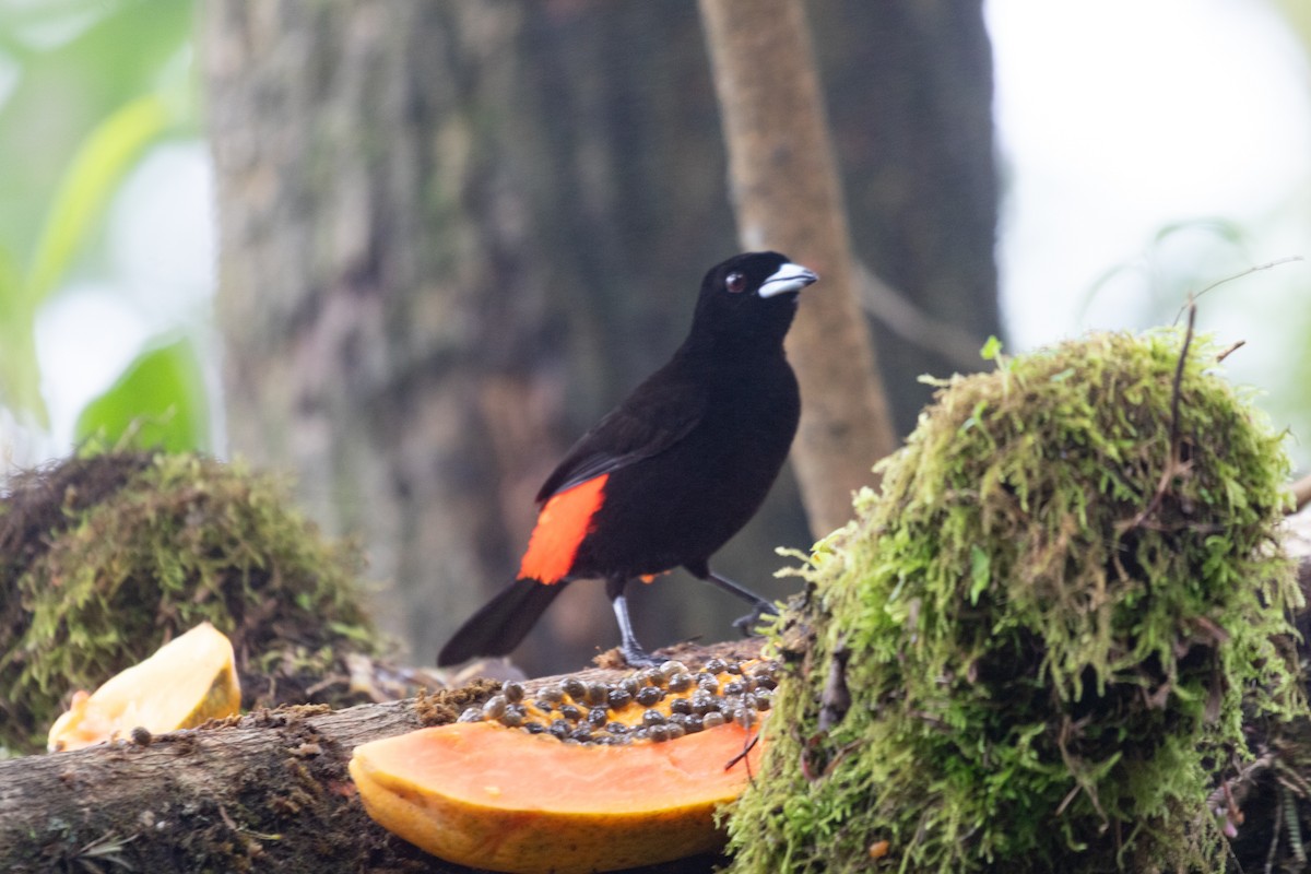 Scarlet-rumped Tanager (Passerini's) - ML638126930