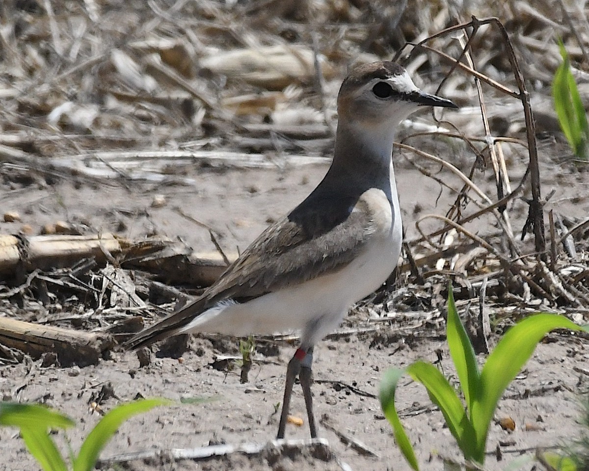 Mountain Plover - ML638126936