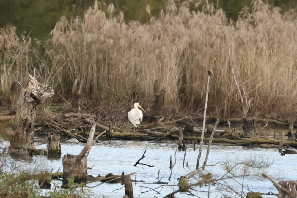 Yellow-billed Spoonbill - ML638126939