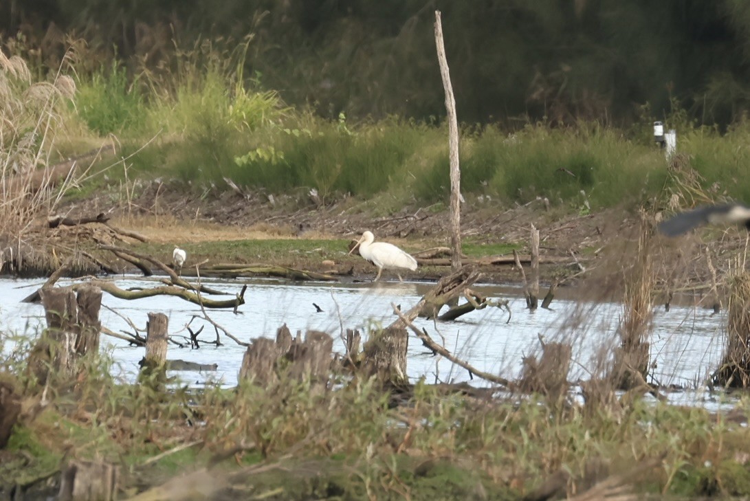 Yellow-billed Spoonbill - ML638126947