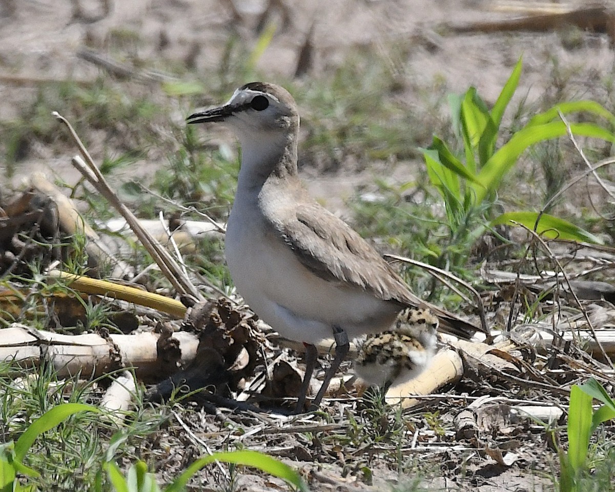Mountain Plover - ML638126987