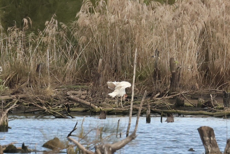 Yellow-billed Spoonbill - ML638126998