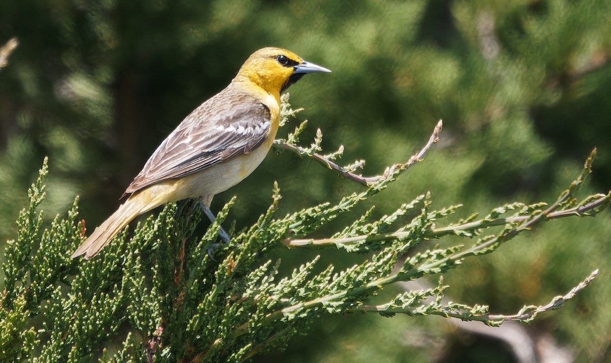 Oriole de Bullock - ML638126999