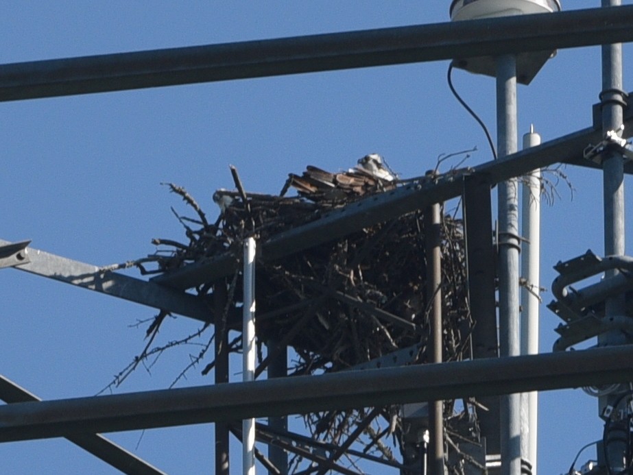 Osprey - ML638127023