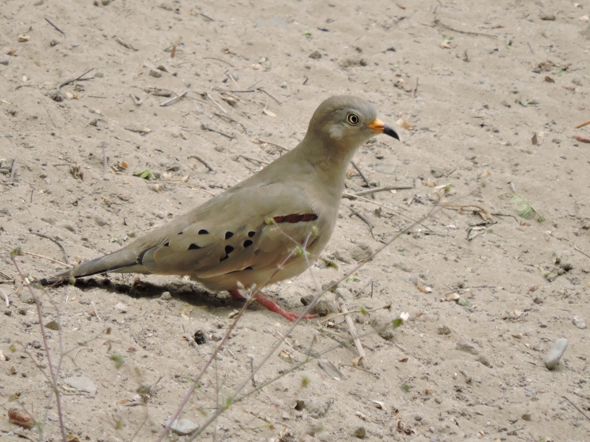 Croaking Ground Dove - ML638127061