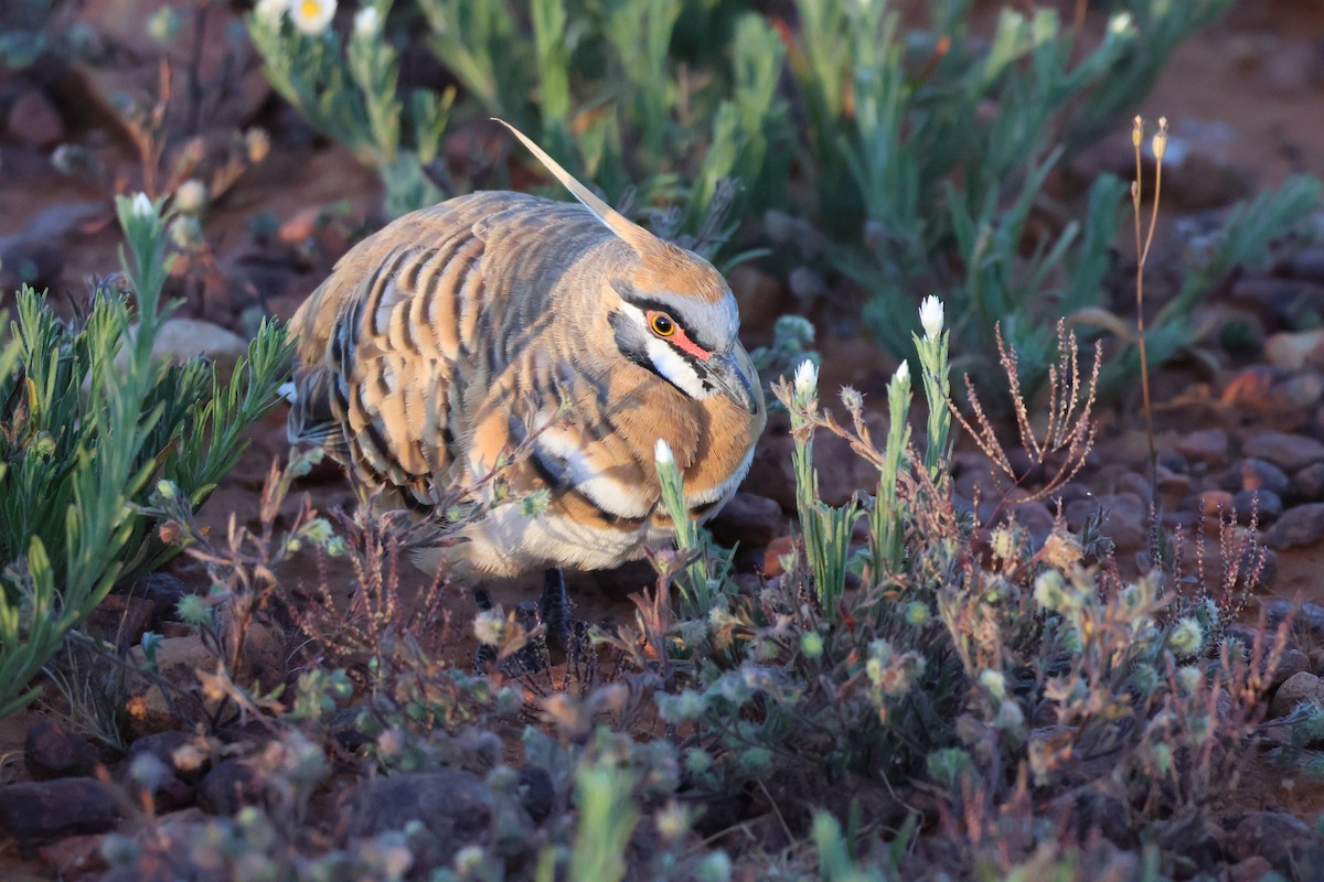 Spinifex Pigeon - ML638127116