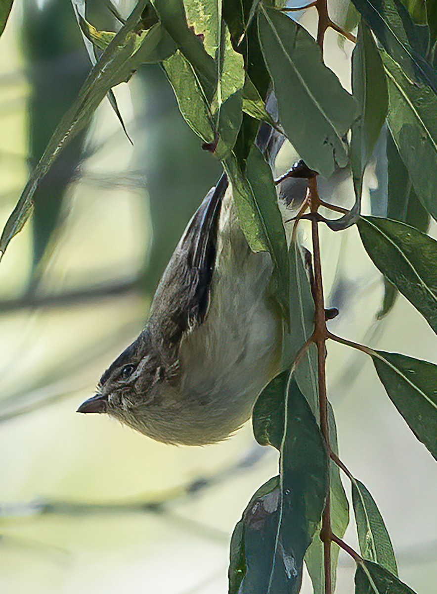 Weebill - ML638127139