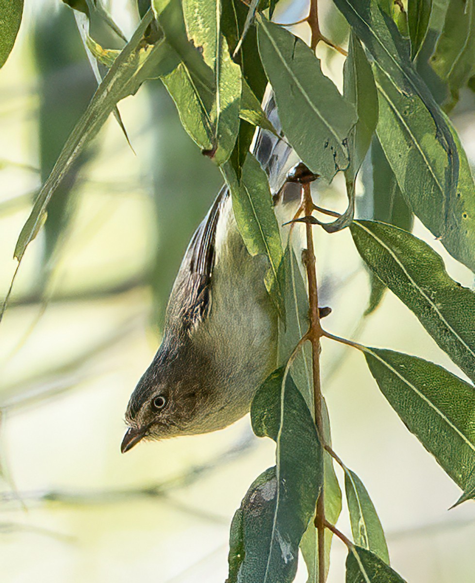 Weebill - ML638127140