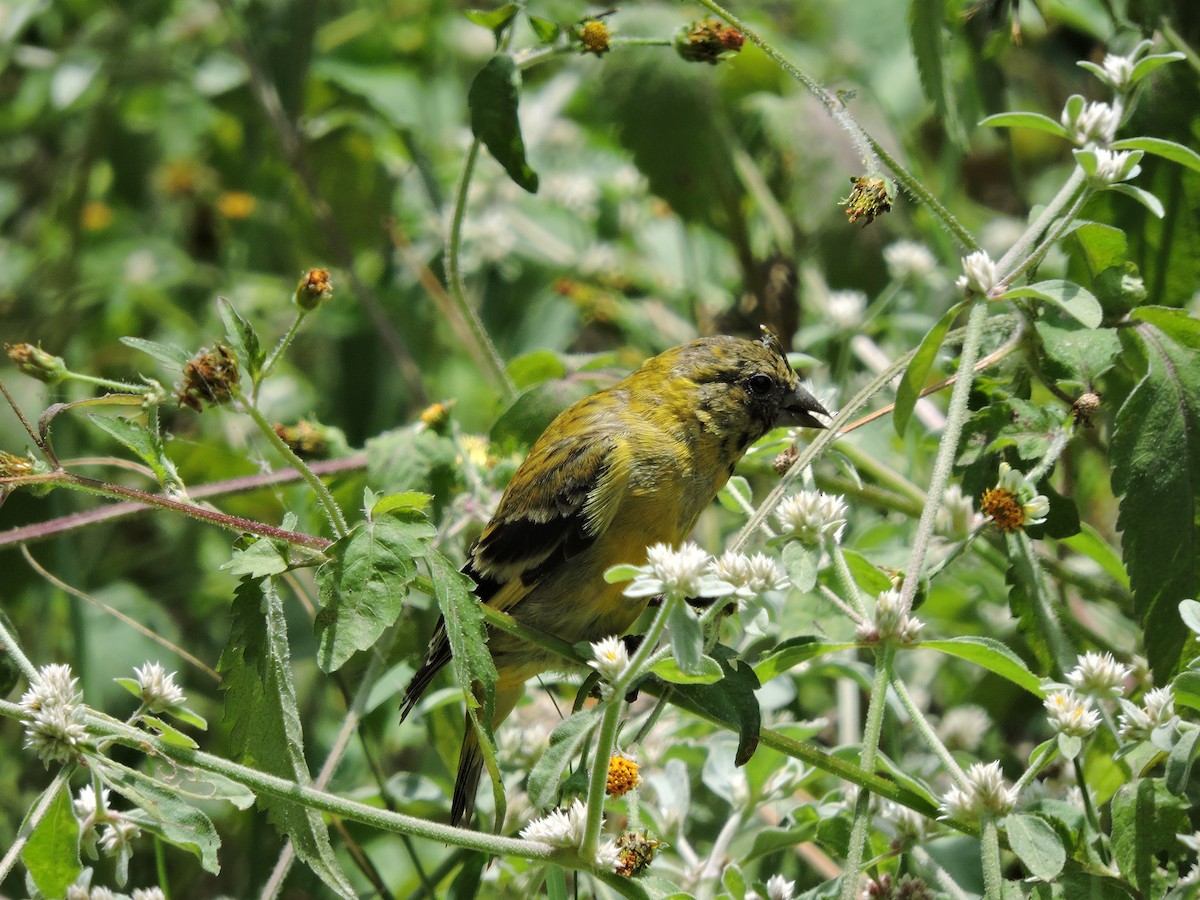 Hooded Siskin - ML638127199