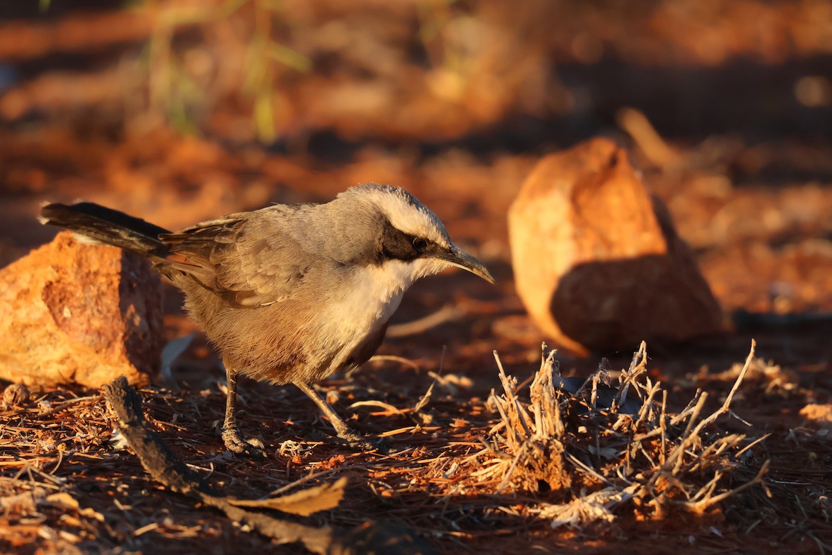 Gray-crowned Babbler - ML638127201