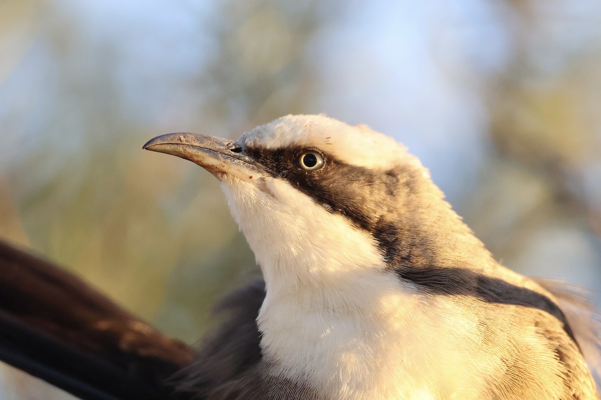 Gray-crowned Babbler - ML638127208