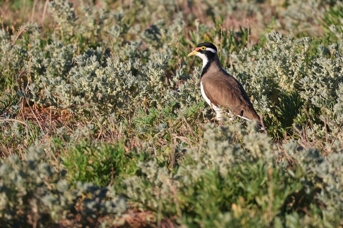 Avefría Tricolor - ML638127253