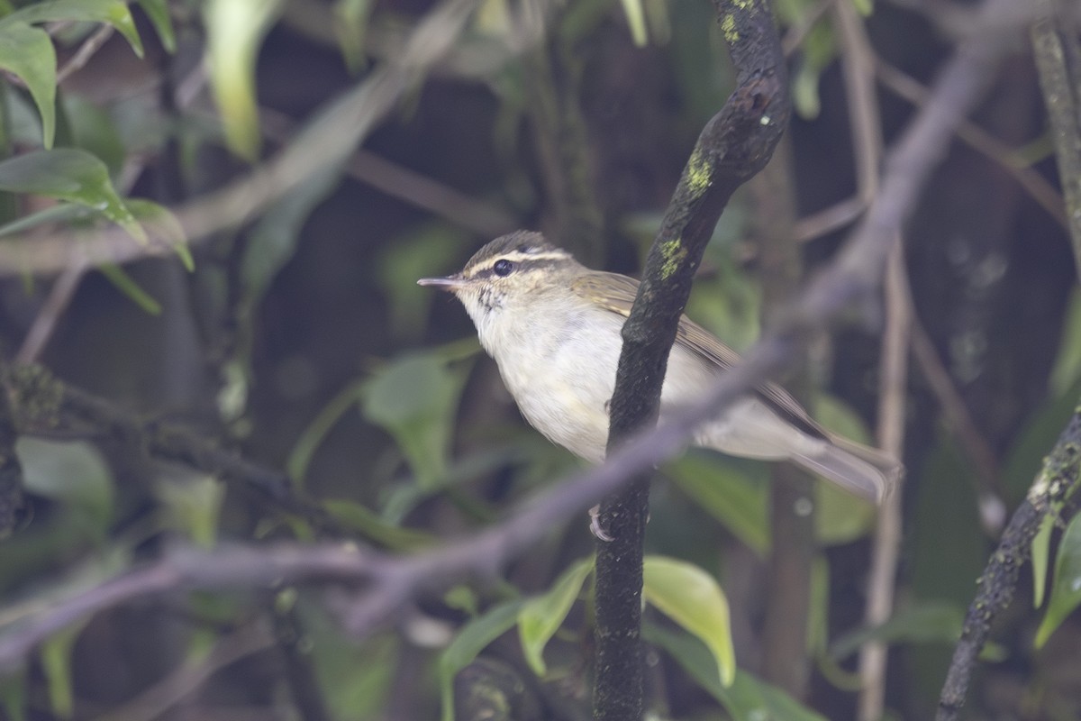 Large-billed Leaf Warbler - ML638127266
