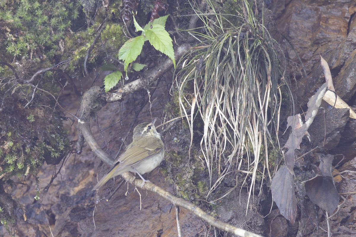 Large-billed Leaf Warbler - ML638127267