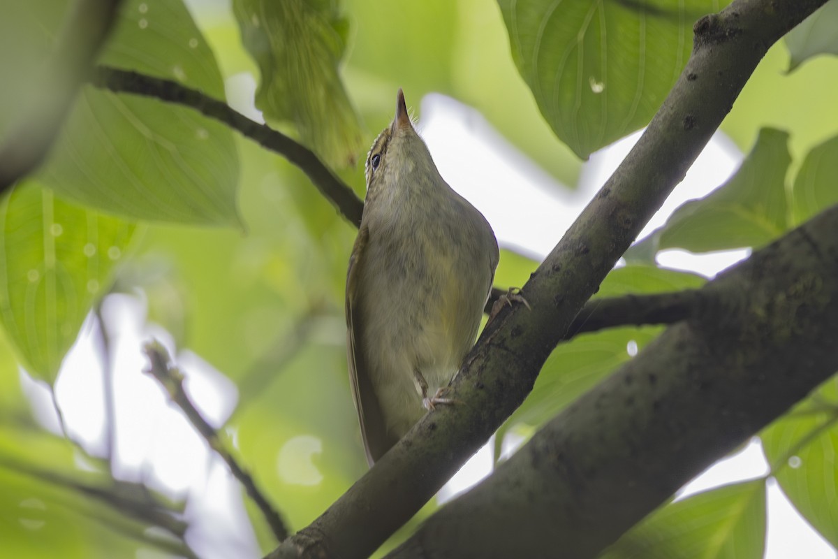 Large-billed Leaf Warbler - ML638127268