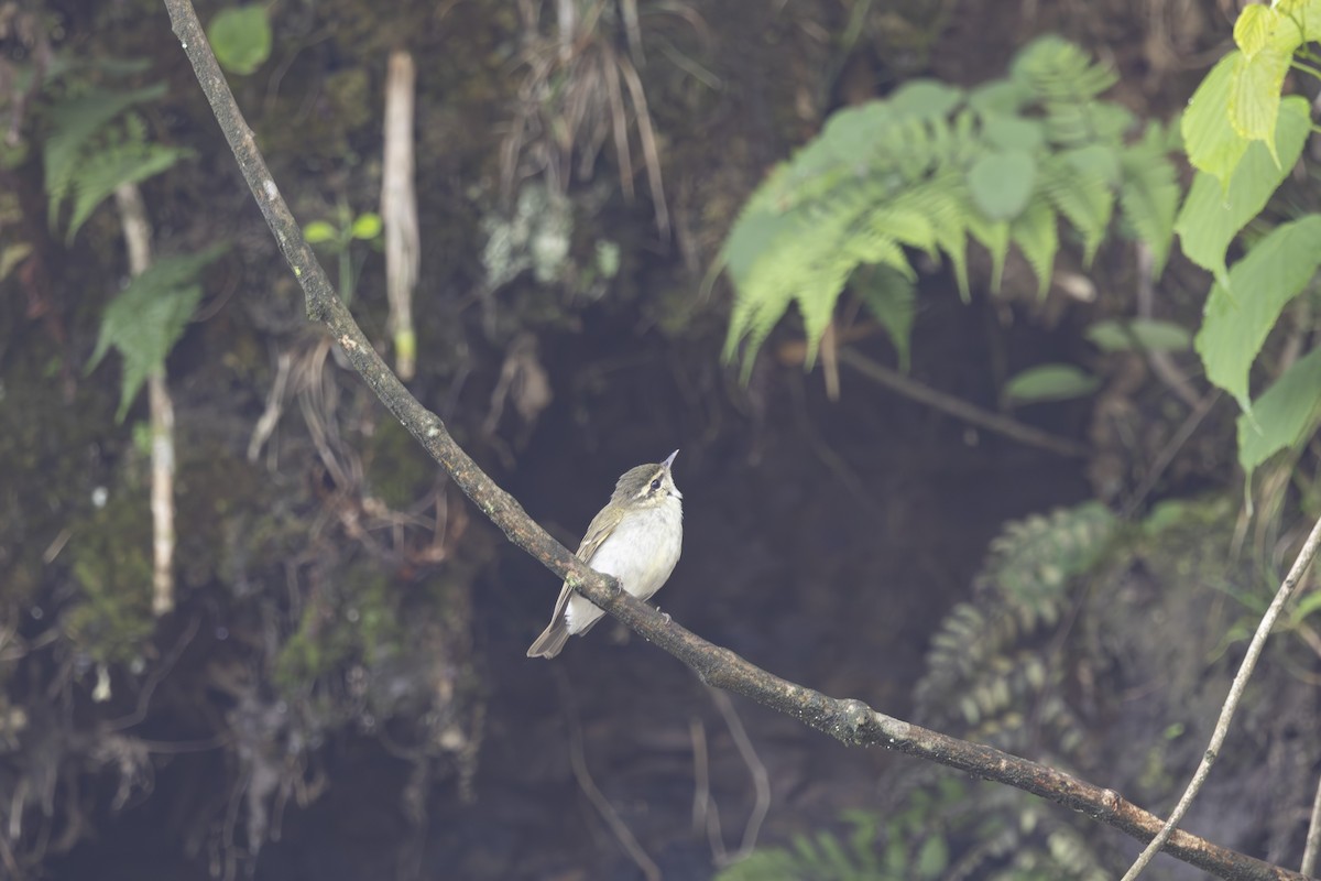 Large-billed Leaf Warbler - ML638127269