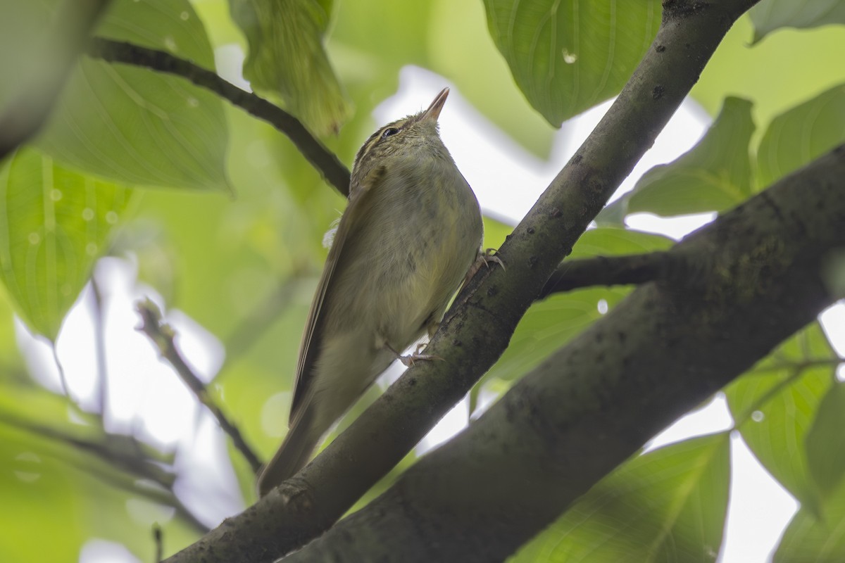 Large-billed Leaf Warbler - ML638127270