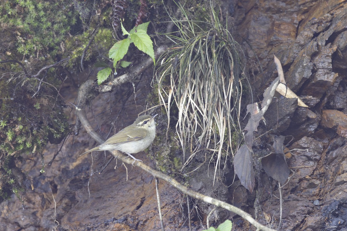 Large-billed Leaf Warbler - ML638127271