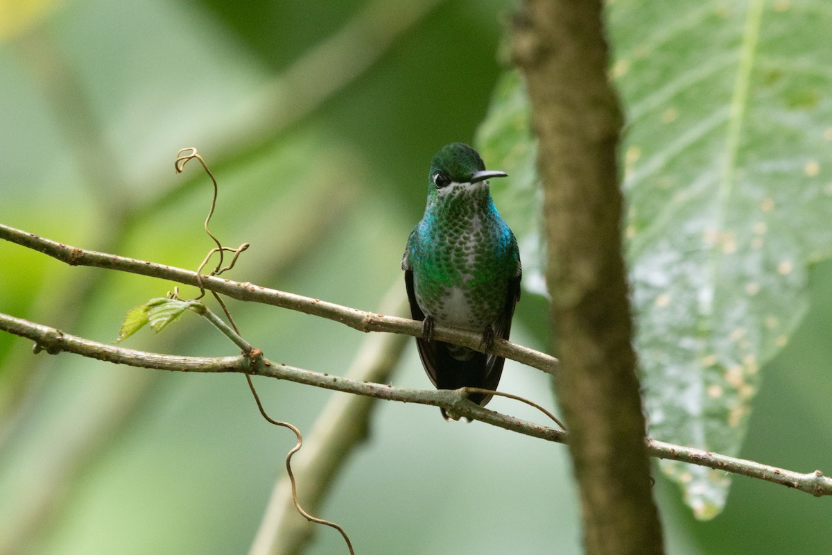 Green-crowned Brilliant - ML638127274