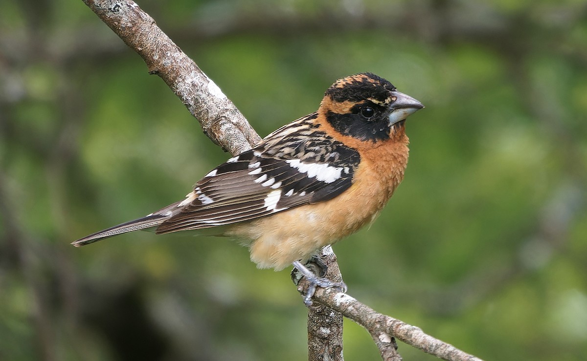 Black-headed Grosbeak - ML638127287