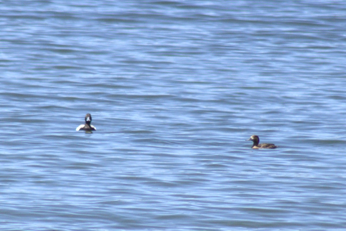 Greater/Lesser Scaup - ML638127290